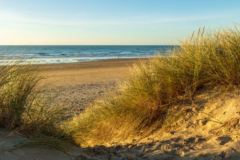 Dunes et oyats à le Portel